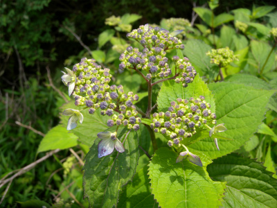 e0272335_20472140.jpg