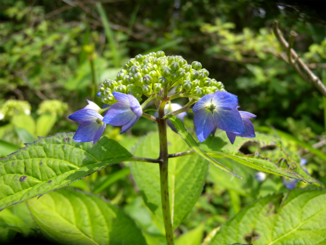 e0272335_2049435.jpg