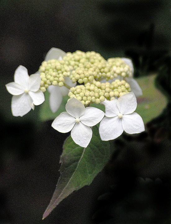 a0001354_23404738.gif