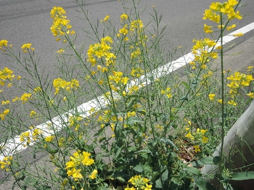 b0227087_16115338.jpg