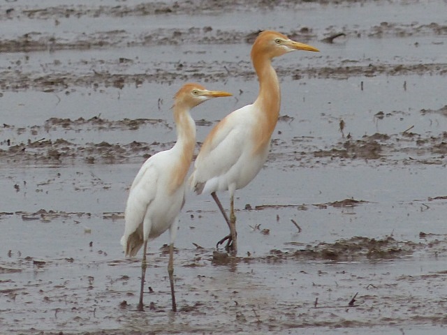 f0357487_1339209.jpg
