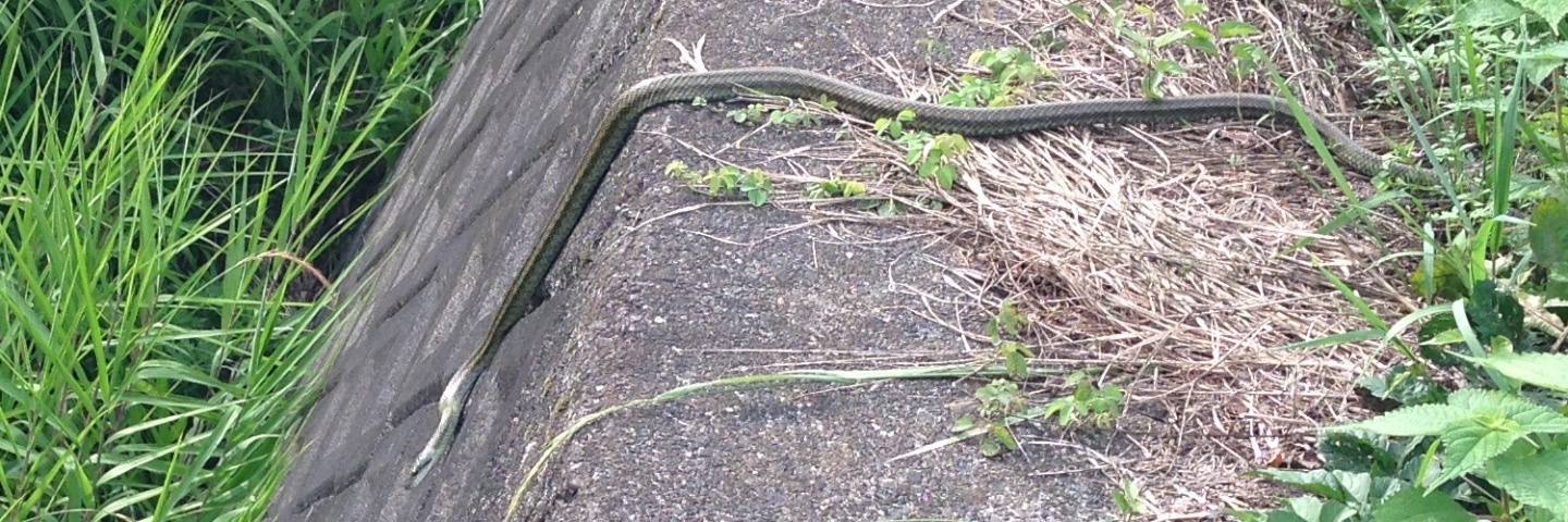 c0170789_11210900.jpg