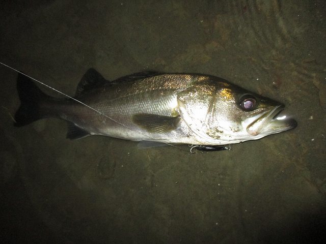 f0321433_23255787.jpg