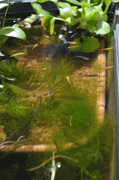 c0136736_8202381.gif