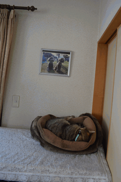 c0136736_8221561.gif