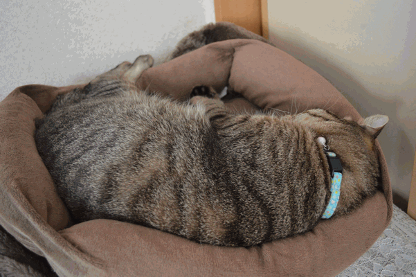c0136736_8225068.gif