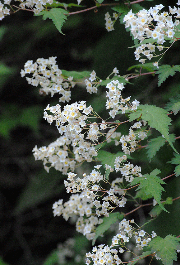 a0001354_2150440.gif