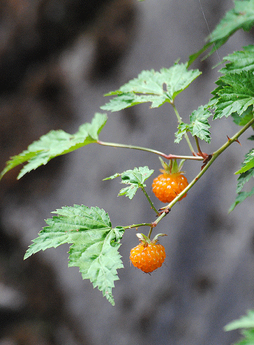 a0001354_2152447.gif
