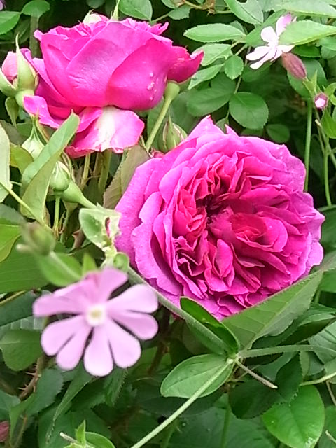 e0017562_753881.jpg