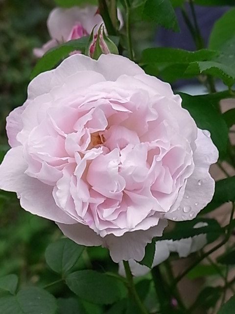 e0017562_7584931.jpg
