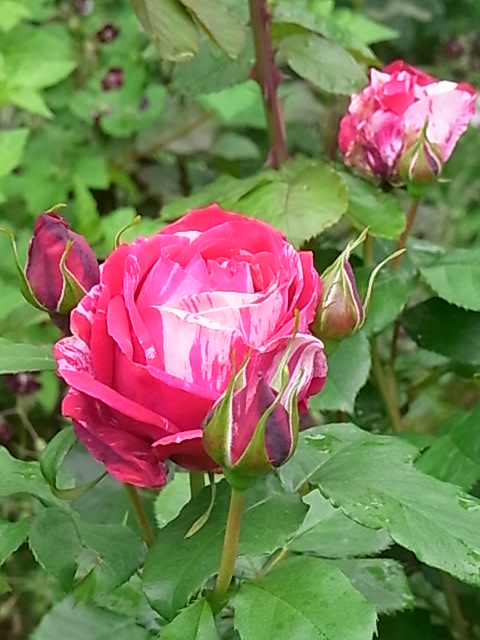 e0017562_8165039.jpg