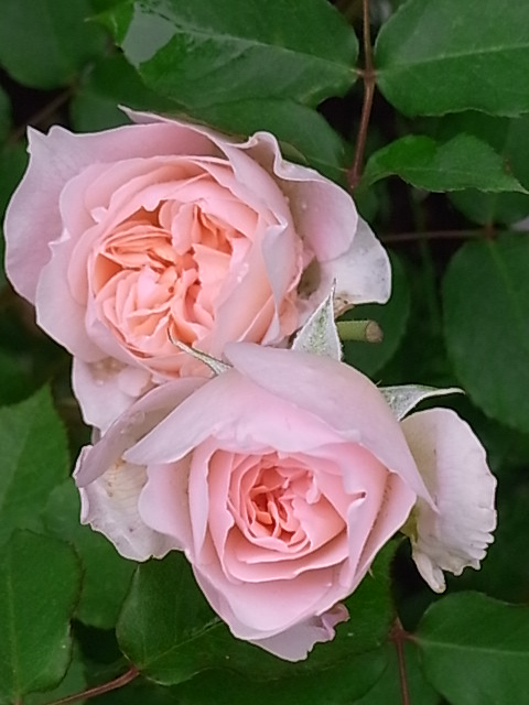 e0017562_832562.jpg
