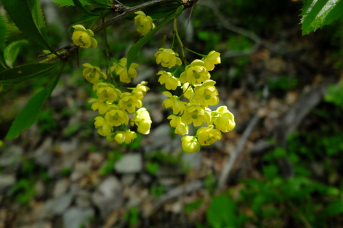 e0304001_21362893.jpg