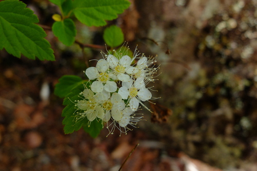 e0304001_2137439.jpg
