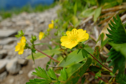 e0304001_21442012.jpg