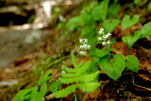 e0304001_21502342.jpg