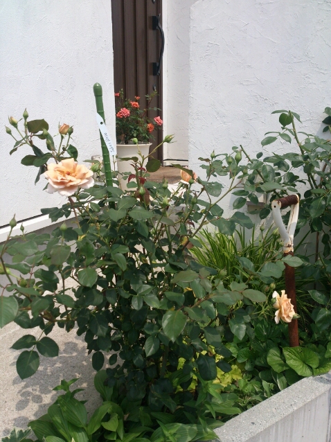 b0232804_10361118.jpg