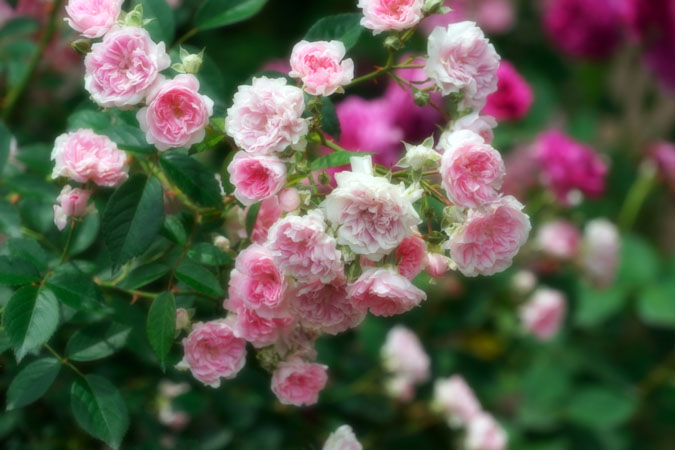 a0263109_21421932.jpg