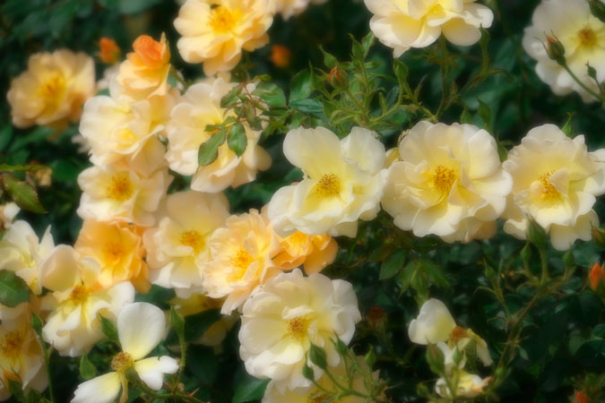 a0263109_2142227.jpg