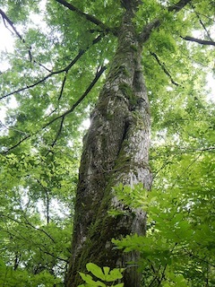 c0359615_20265561.jpg
