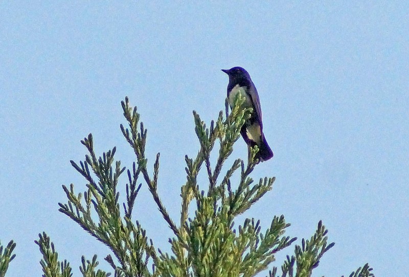 c0042418_13254365.jpg