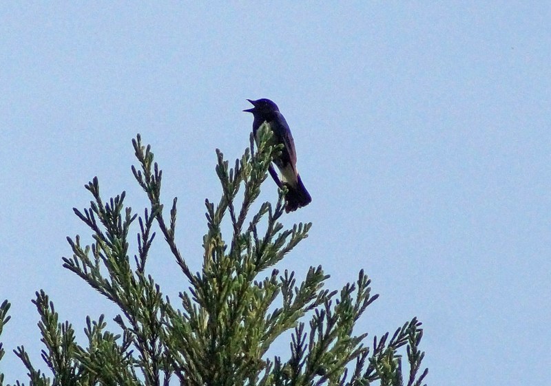c0042418_1325559.jpg