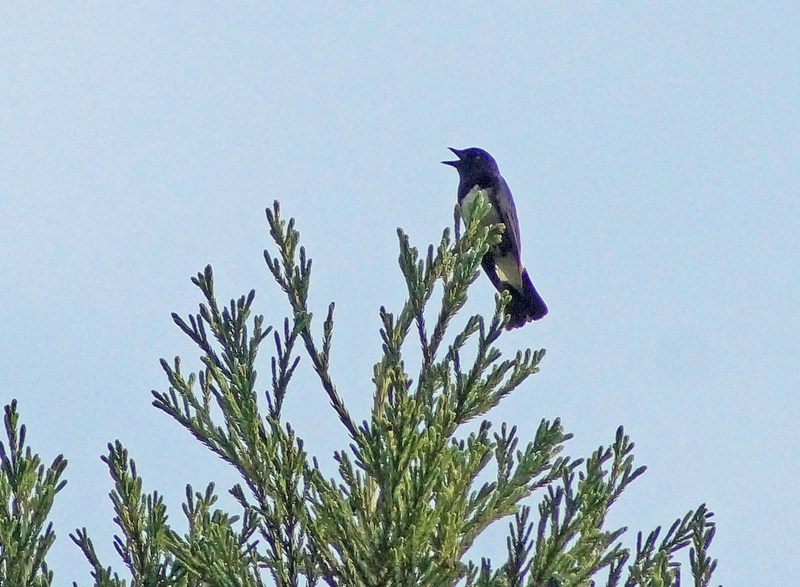 c0042418_1326784.jpg