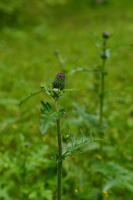 b0236334_19551975.jpg