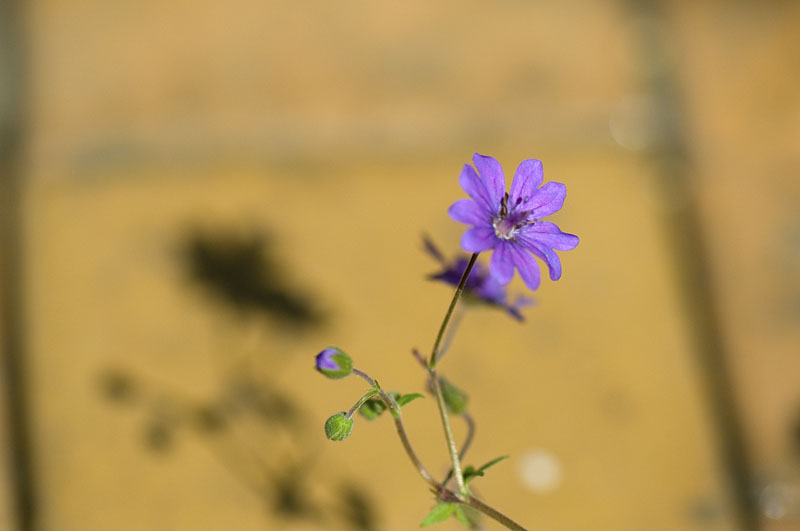 b0042837_2013336.jpg