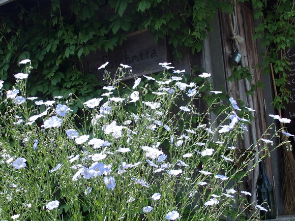 e0143347_12435975.jpg