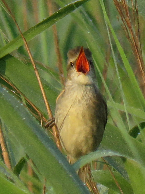 f0214649_2185789.jpg