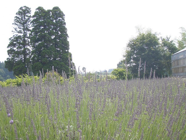 c0327752_22345429.jpg