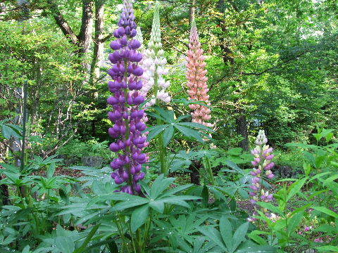 e0088260_22330946.jpg