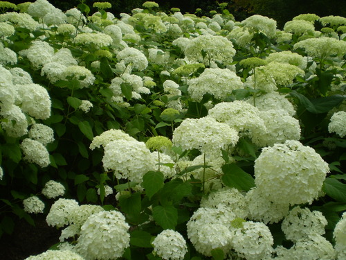 a0135990_2157837.jpg