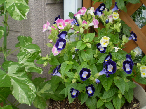 a0135990_22224224.jpg