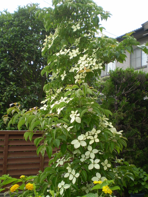 a0135990_2231586.jpg