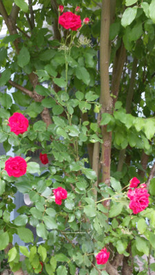 a0247194_1720110.jpg