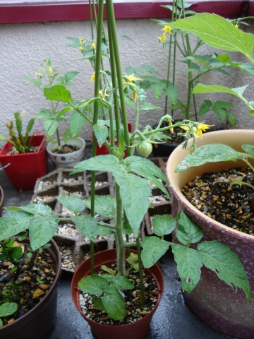 c0322794_101542.jpg