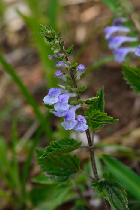 b0236334_21175716.jpg