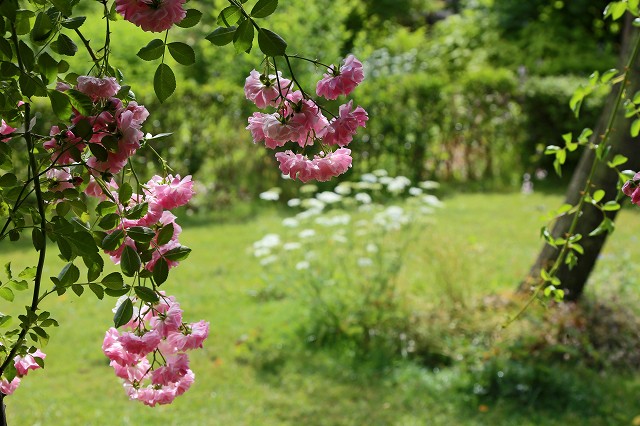 a0242438_2054459.jpg