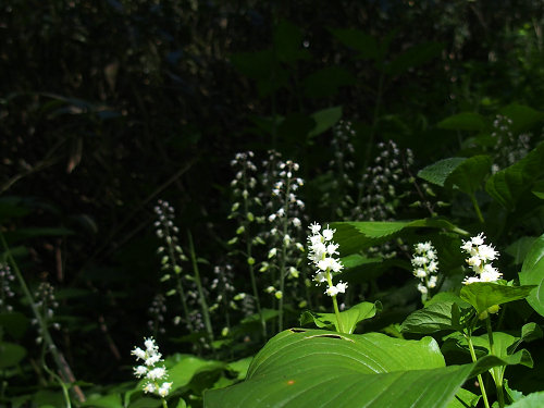 c0081645_15421844.jpg