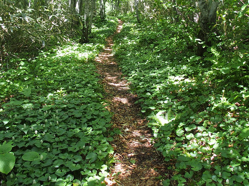 c0081645_1547345.jpg