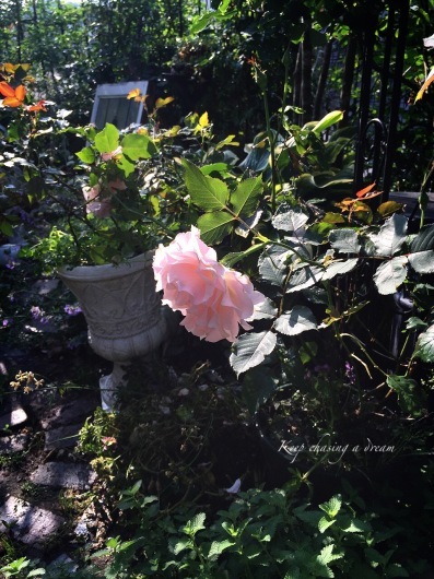 c0369367_15592577.jpg