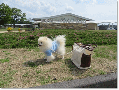 b0167519_17304387.gif