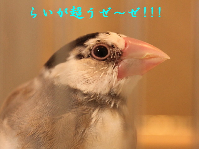 c0365734_20460376.jpg