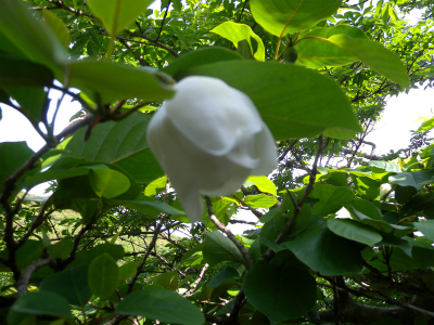 e0272335_4274652.jpg
