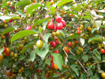 e0272335_5205030.jpg