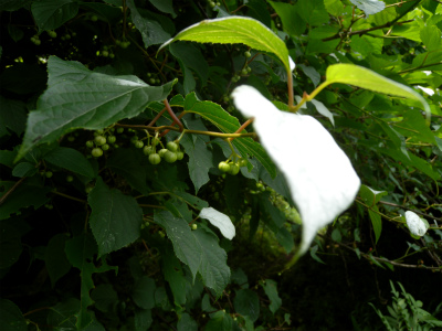 e0272335_540252.jpg