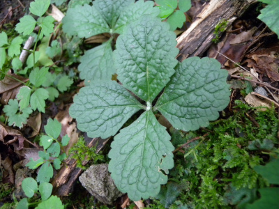 e0272335_5441628.jpg