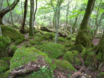 e0272335_552883.jpg
